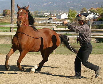 easy cantering