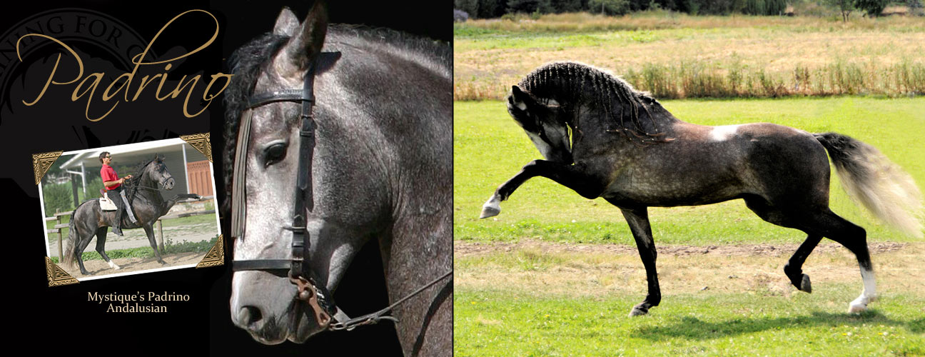Padrino Andalusian Stallion Okanagan